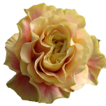 Wild Crown Rose Parfumee d'Equateur Ethiflora